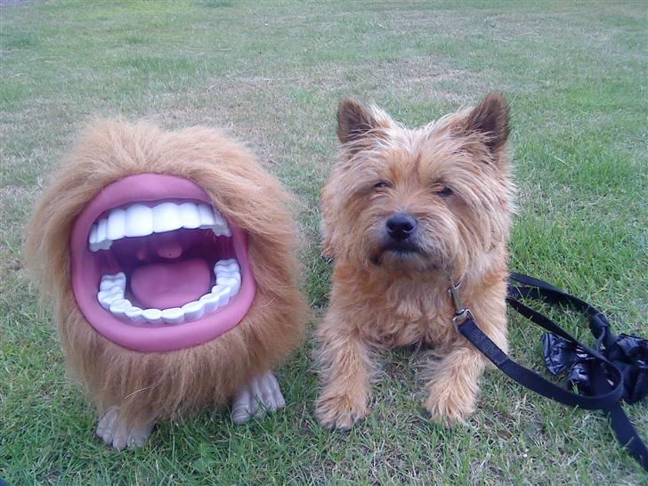 Cairn terrier chilli billede 13