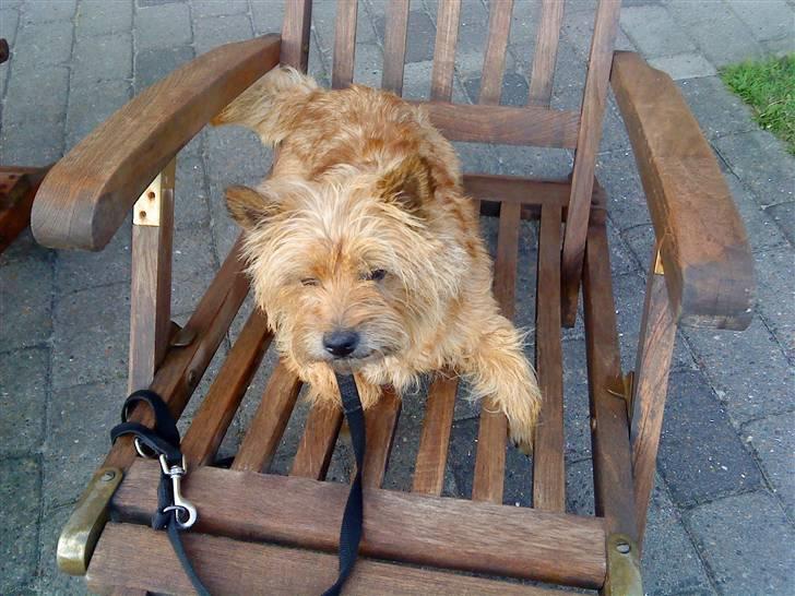 Cairn terrier chilli billede 14