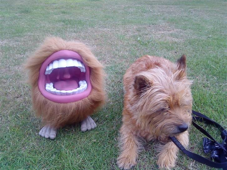 Cairn terrier chilli billede 15