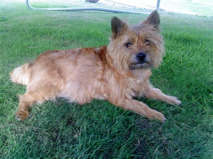 Cairn terrier chilli billede 16