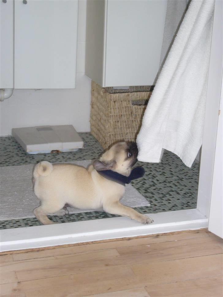 Mops Poxy - Han er en rigtig lille tyran nogen gange, og specielt håndklæder og sko skal have en ordentlig tur.. billede 8
