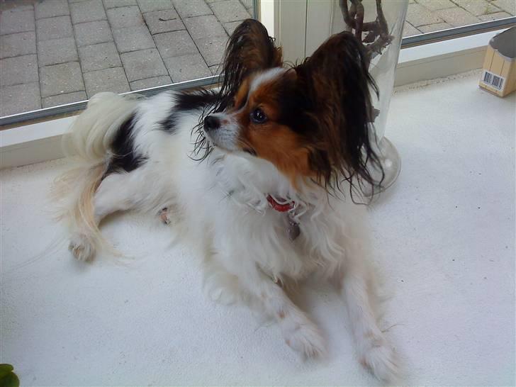 Papillon Bria - Hov.. Der var en fugl...  billede 8