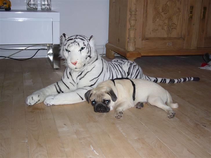 Mops Poxy - Poxy og hans gode ven Tiger... billede 9