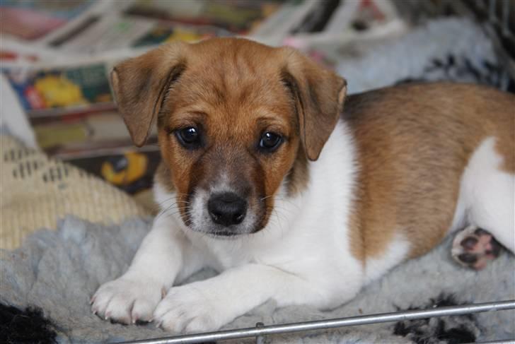 Dansk svensk gaardhund Mailo :) - velkommen til mailo´s profil :) 6 uger gammel.. billede 1