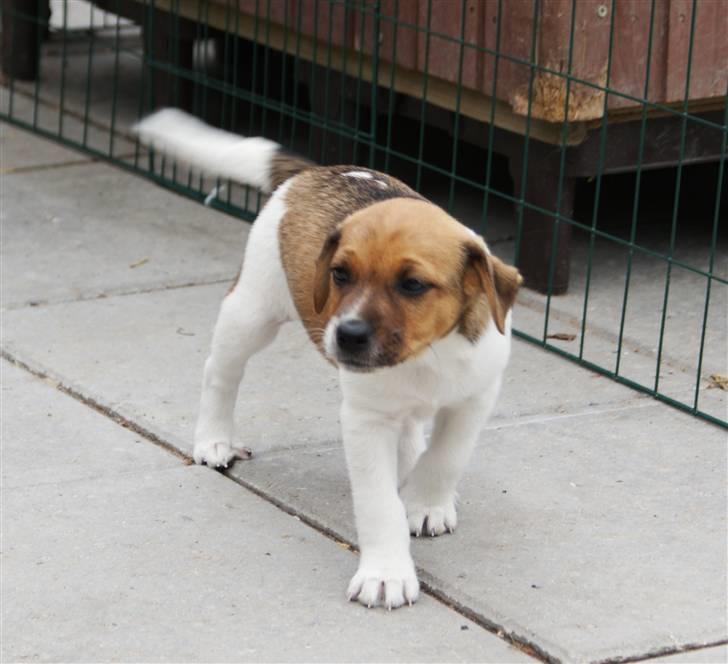 Dansk svensk gaardhund Mailo :) - i gården (: billede 2