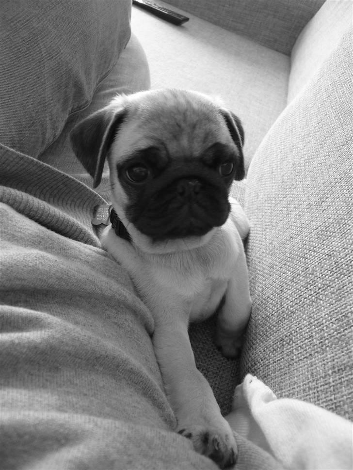 Mops Poxy billede 10