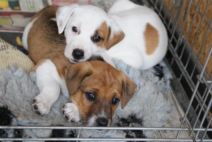 Dansk svensk gaardhund Mailo :) - tager lige en lur med sin bror... :) 6 uger gammel billede 3