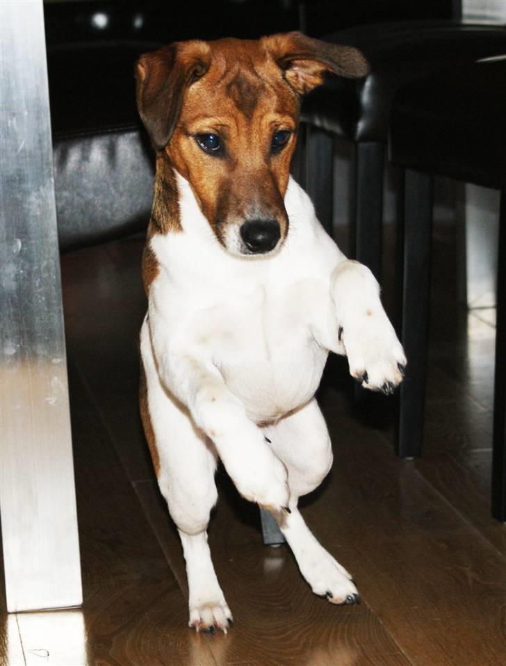 Dansk svensk gaardhund Mailo :) - så er mailo snart voksen :) billede 4