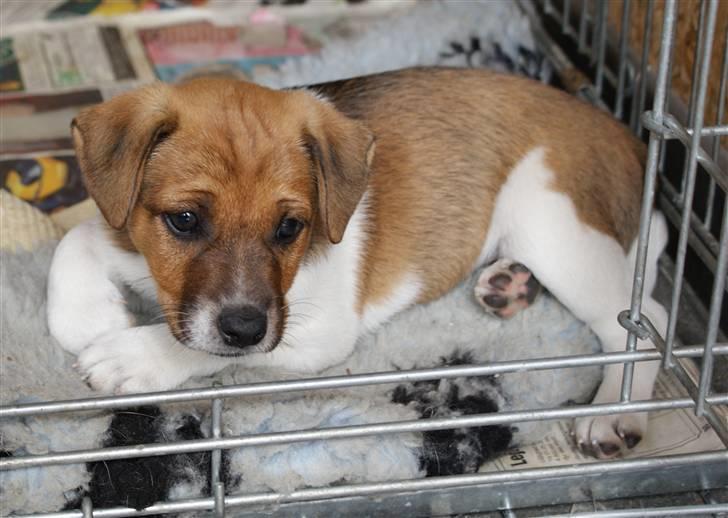 Dansk svensk gaardhund Mailo :) - mailo klar til at sove... billede 5