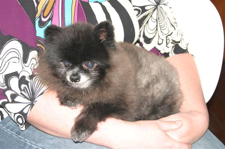 Pomeranian Pelspersonen Pølse RIP - putter i mors arme billede 17