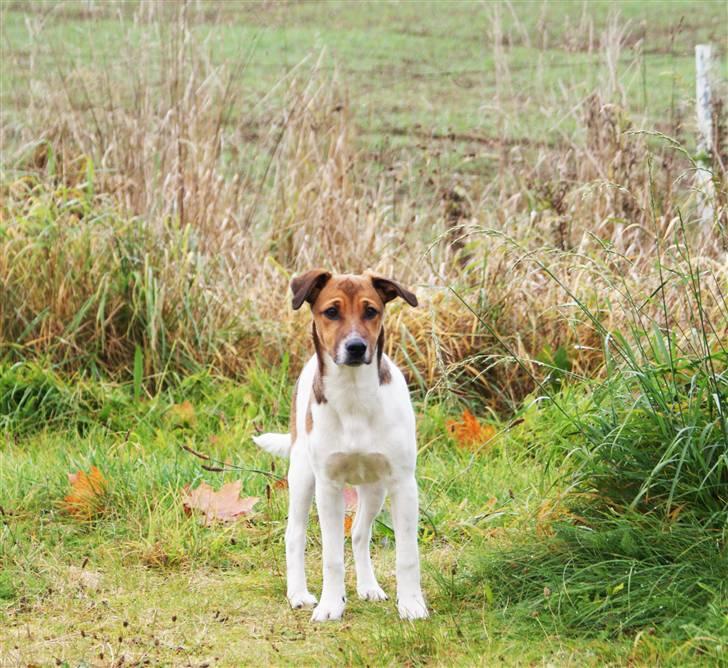 Dansk svensk gaardhund Mailo :) - næsten voksen :) billede 6