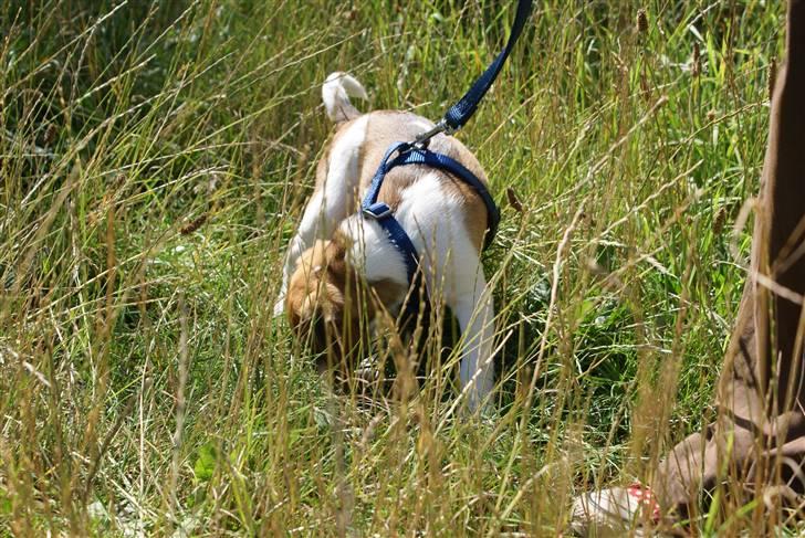 Dansk svensk gaardhund Mailo :) - første gang han er ude at gå :) det tog han pænt.. billede 7