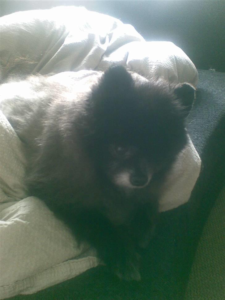 Pomeranian Pelspersonen Pølse RIP - åhhh det er dejligt når mor er syg og vi ligger på sofaen med dyne billede 19