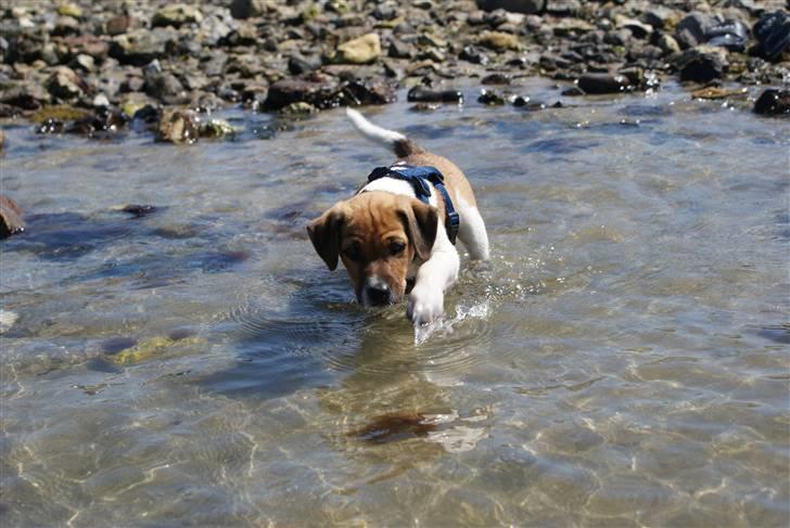 Dansk svensk gaardhund Mailo :) - nuuuurh :) billede 8
