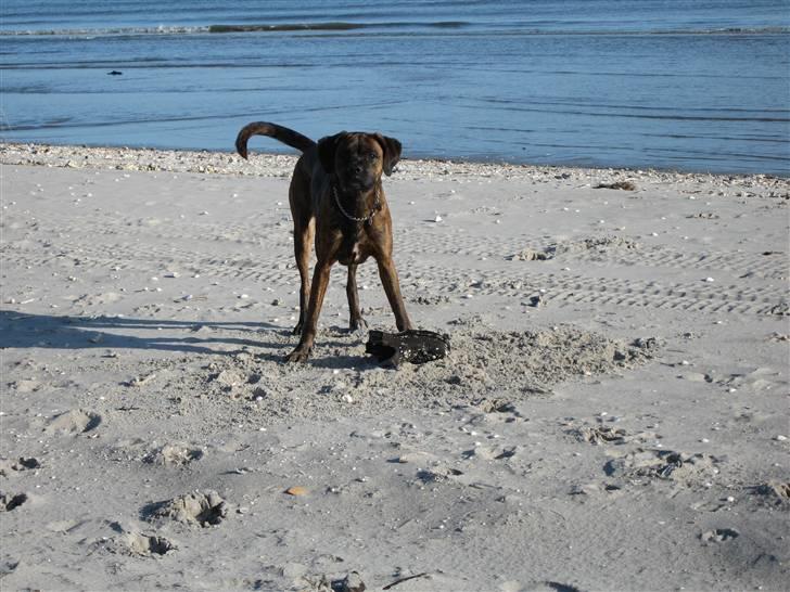 Blanding af racer mille billede 2