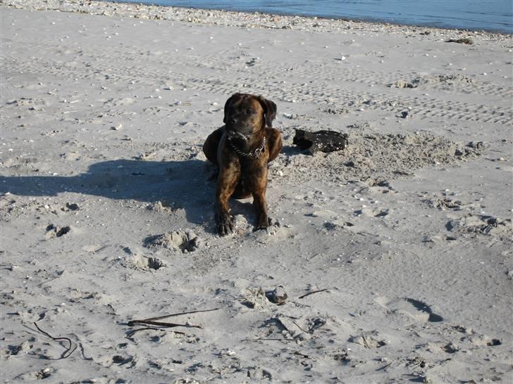 Blanding af racer mille billede 3