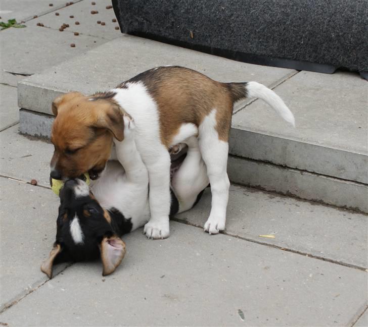 Dansk svensk gaardhund Mailo :) - leger med  bror :P billede 9