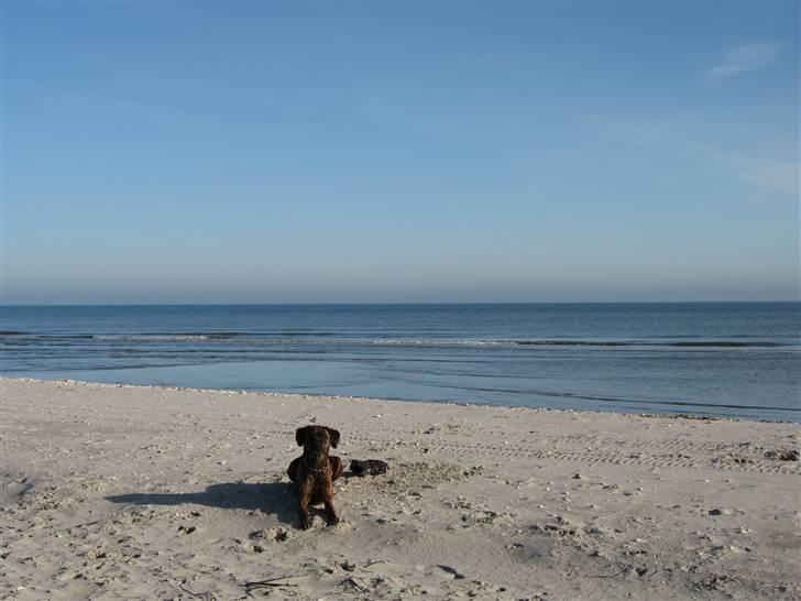 Blanding af racer mille billede 4