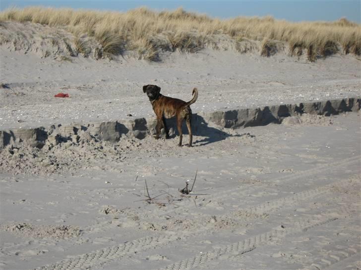 Blanding af racer mille billede 5