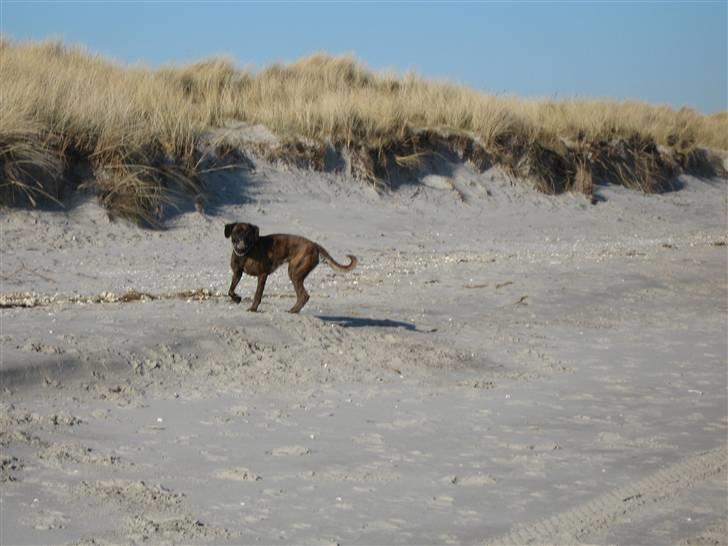 Blanding af racer mille billede 6