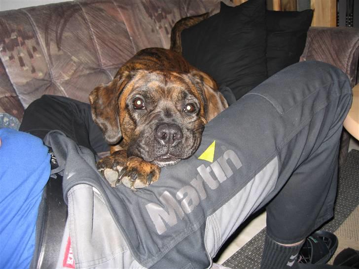 Blanding af racer mille - det er så fars tøz billede 7