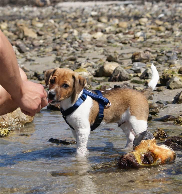 Dansk svensk gaardhund Mailo :) - mailo i vandet for første gang (: hehe billede 10