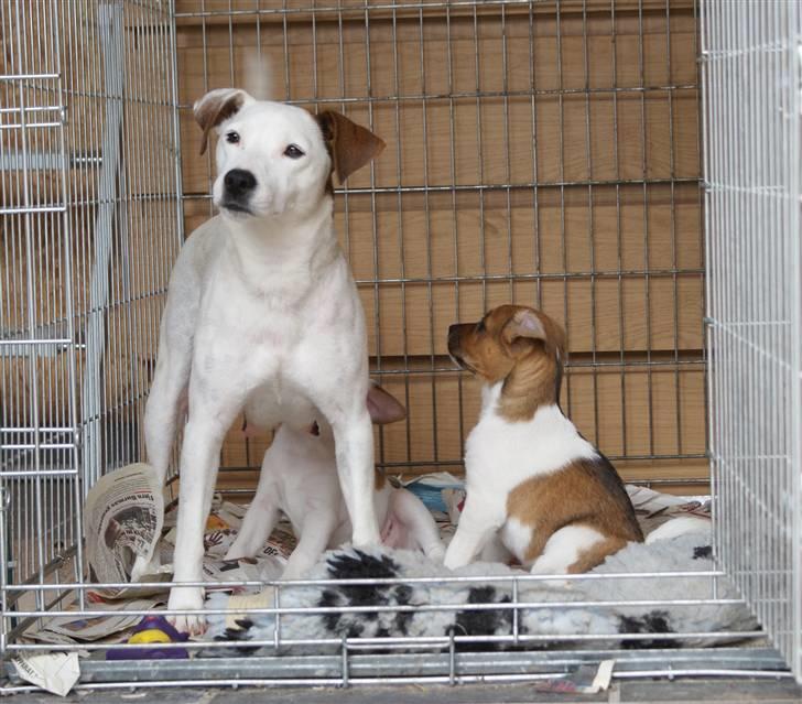 Dansk svensk gaardhund Mailo :) - med hans mor .. billede 11