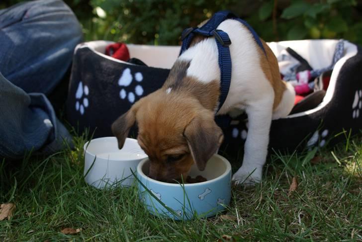 Dansk svensk gaardhund Mailo :) - første dag hjemme.. MAD ;) billede 12