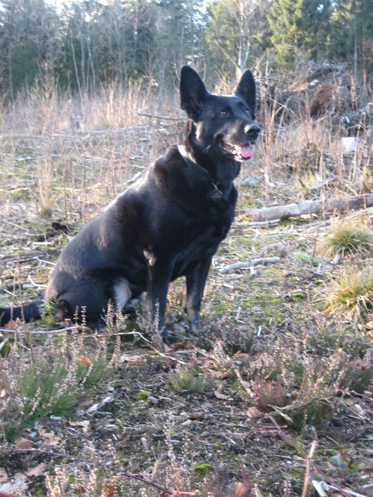 Blanding af racer Luna billede 10