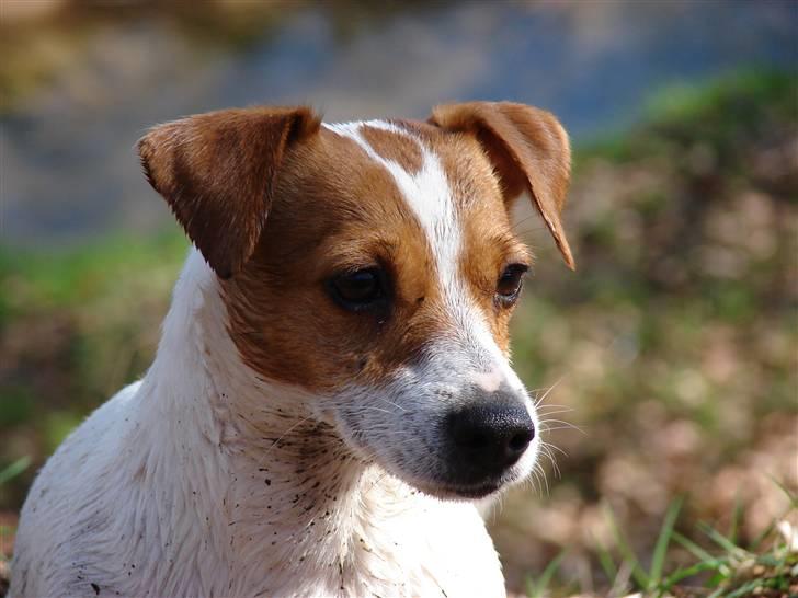 Jack russell terrier Fie - April 2007 billede 1