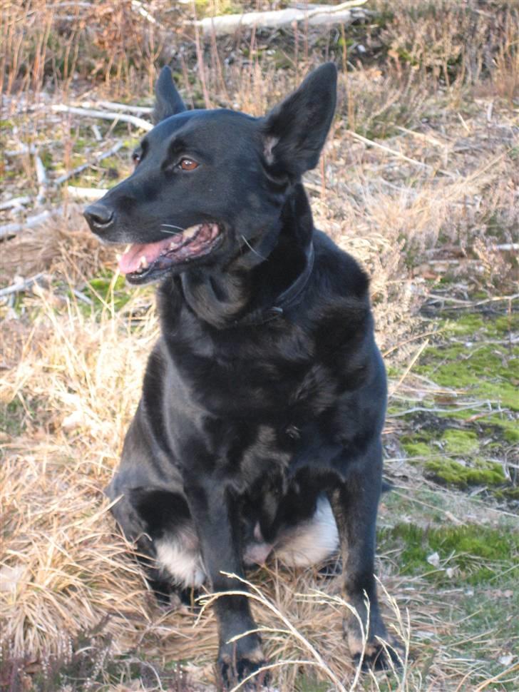 Blanding af racer Luna billede 11