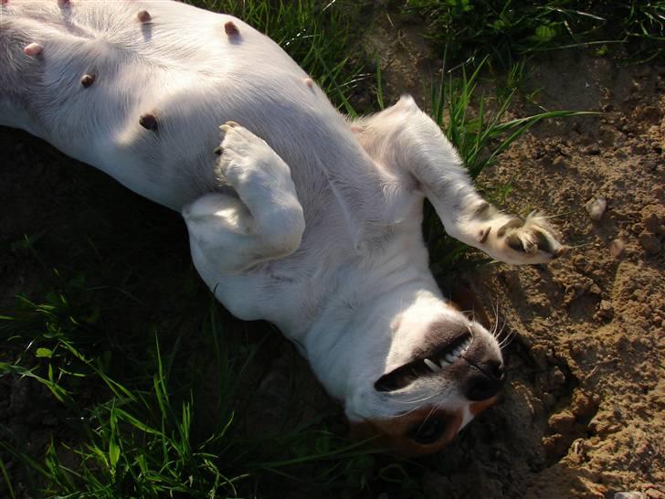 Jack russell terrier Fie - Juni 2008 billede 2