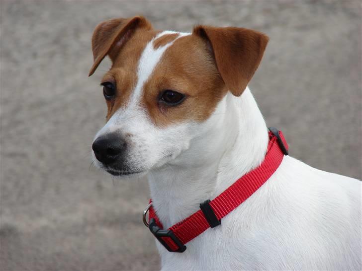 Jack russell terrier Fie - Marts 2007 billede 3