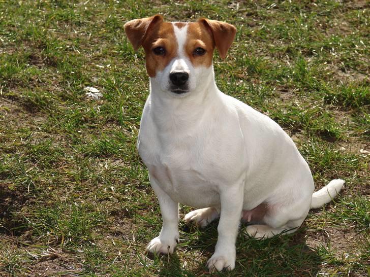 Jack russell terrier Fie - Marts 2007 billede 4