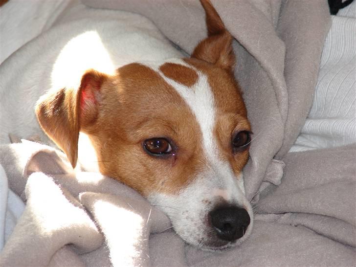 Jack russell terrier Fie - Marts 2007 billede 5