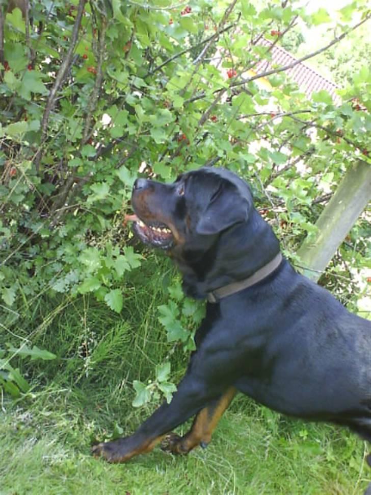 Rottweiler Hannibal  billede 1