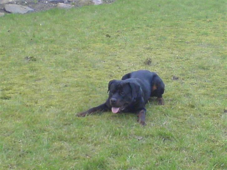 Rottweiler Hannibal  billede 2