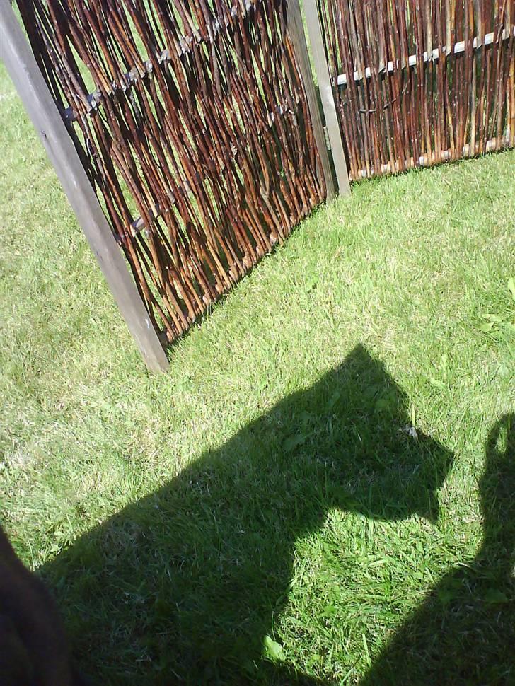 Rottweiler Hannibal  billede 3