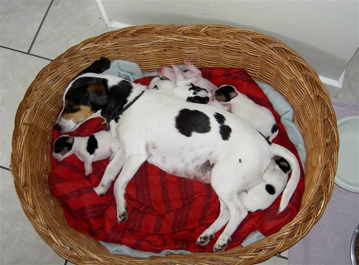 Jack russell terrier bibi billede 11