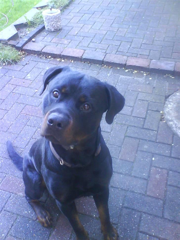 Rottweiler Hannibal  billede 4