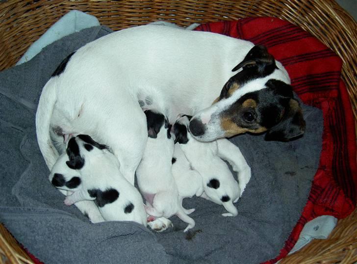 Jack russell terrier bibi billede 12