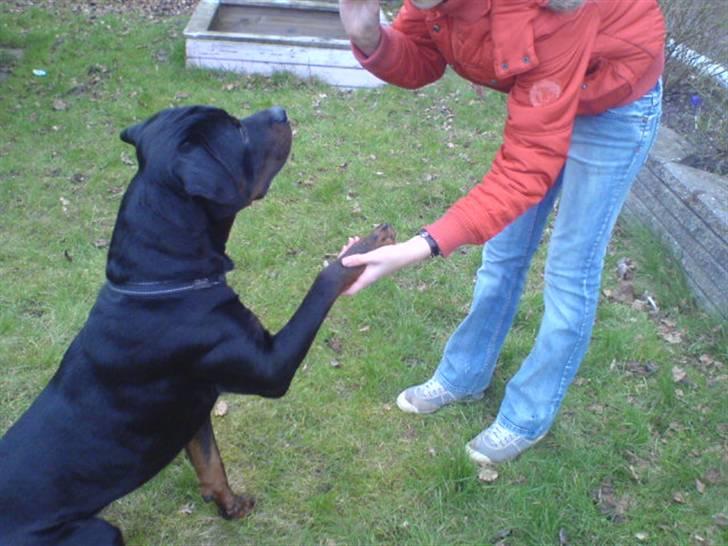 Rottweiler Hannibal  billede 5