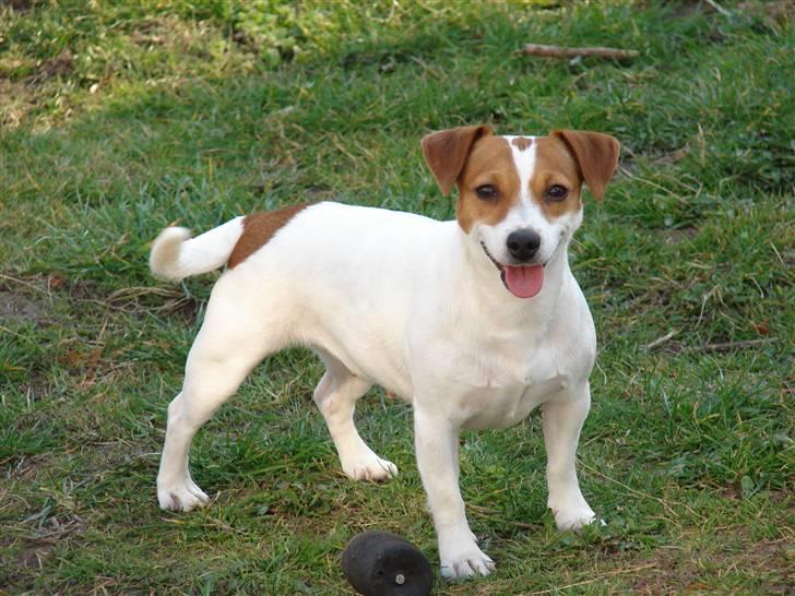 Jack russell terrier Fie - Marts 2007 billede 6