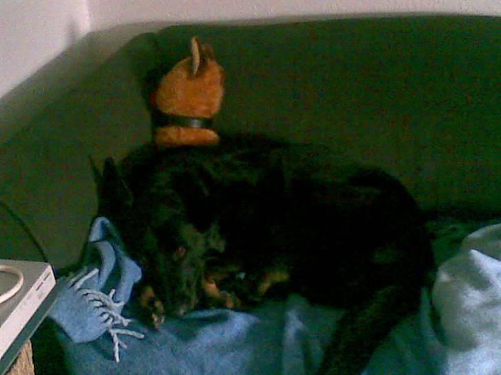 Blanding af racer Luna billede 12