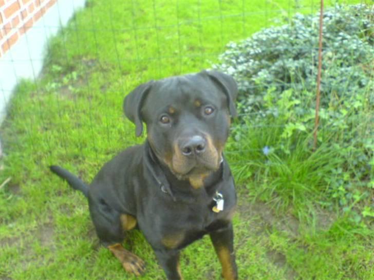 Rottweiler Hannibal  billede 6
