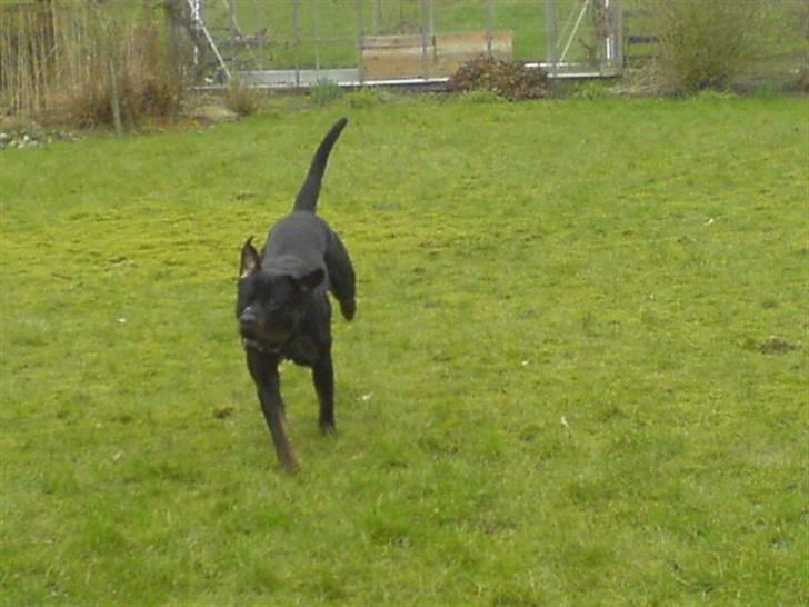 Rottweiler Hannibal  billede 7