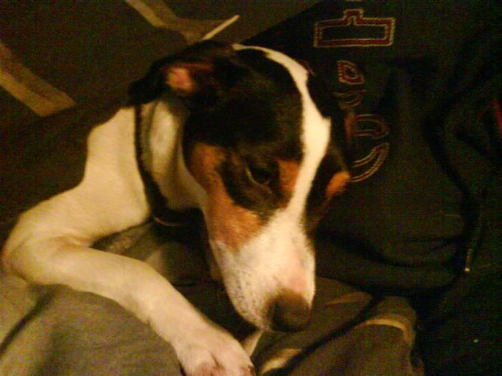 Jack russell terrier bibi billede 14