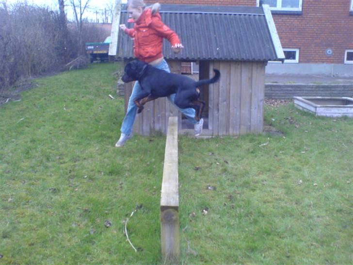 Rottweiler Hannibal  billede 9