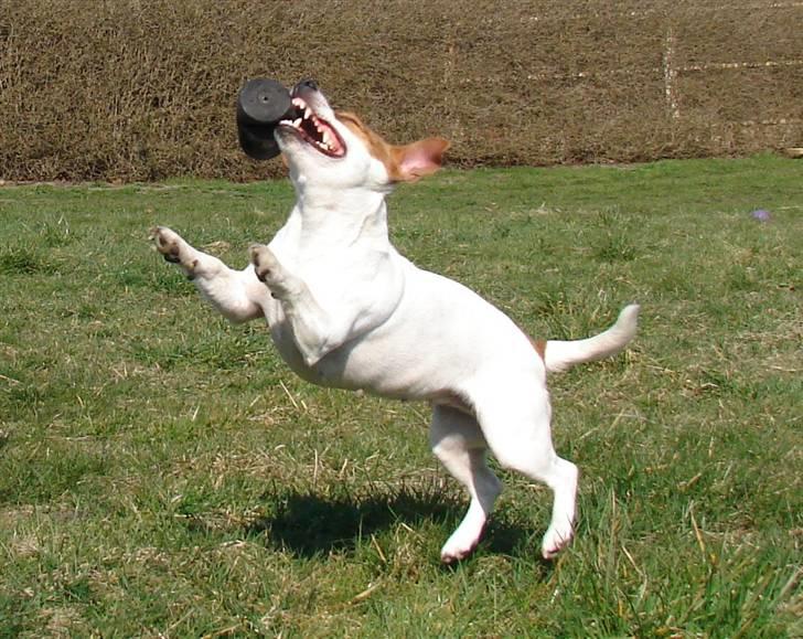 Jack russell terrier Fie - Marts 2007 billede 7