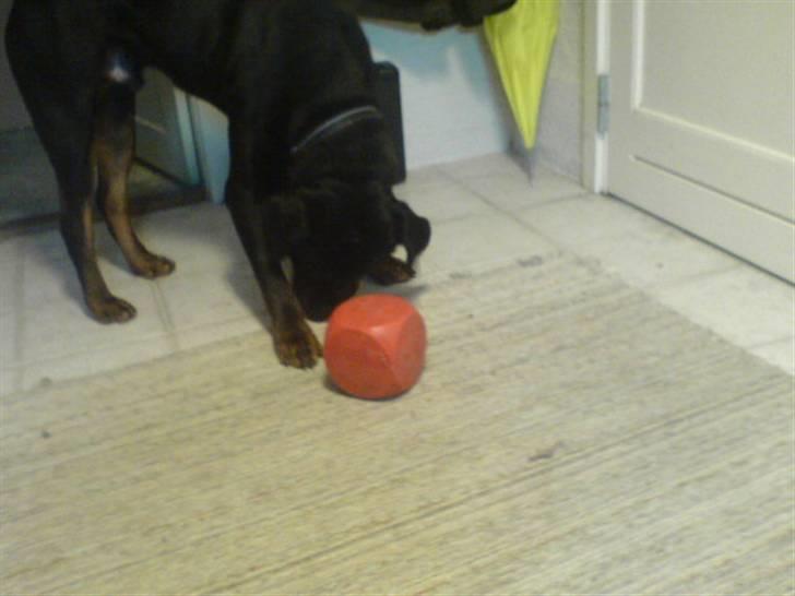 Rottweiler Hannibal  billede 10